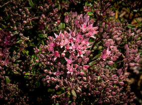 Rozchodník větvený SunSparkler® 'Jade Tuffet' - Sedum cauticola SunSparkler® 'Jade Tuffet'