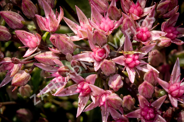 Rozchodník SunSparkler® 'Jade Tuffet' - Sedum hybridum SunSparkler® 'Jade Tuffet'