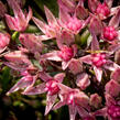 Rozchodník SunSparkler® 'Jade Tuffet' - Sedum hybridum SunSparkler® 'Jade Tuffet'