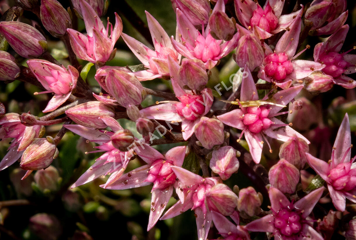Rozchodník větvený SunSparkler® 'Jade Tuffet' - Sedum cauticola SunSparkler® 'Jade Tuffet'