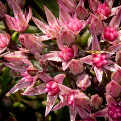Rozchodník SunSparkler® 'Jade Tuffet' - Sedum hybridum SunSparkler® 'Jade Tuffet'