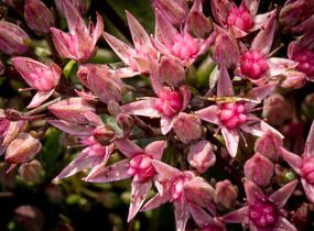 Rozchodník větvený SunSparkler® 'Jade Tuffet' - Sedum cauticola SunSparkler® 'Jade Tuffet'