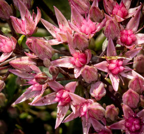 Rozchodník SunSparkler® 'Jade Tuffet' - Sedum hybridum SunSparkler® 'Jade Tuffet'