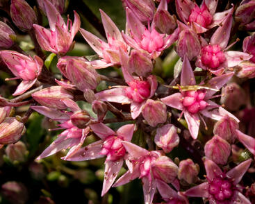 Rozchodník větvený SunSparkler® 'Jade Tuffet'