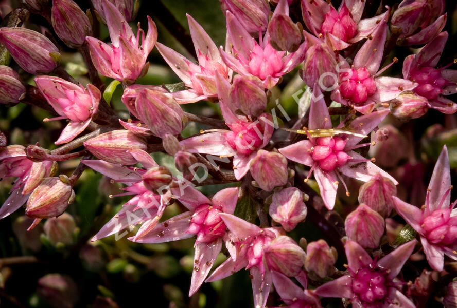 Rozchodník větvený SunSparkler® 'Jade Tuffet' - Sedum cauticola SunSparkler® 'Jade Tuffet'