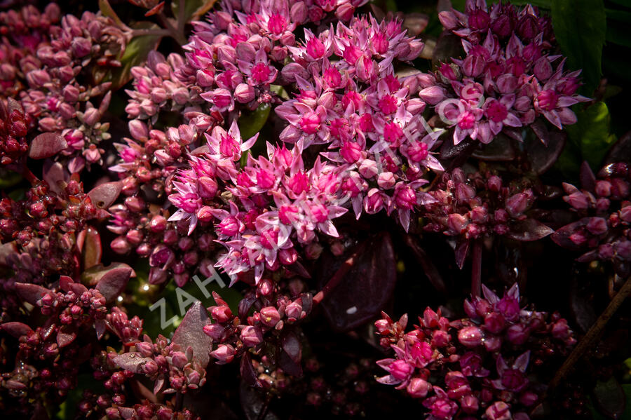 Rozchodník SunSparkler® 'Cherry Tart' - Sedum hybridum SunSparkler® 'Cherry Tart'