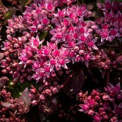 Rozchodník SunSparkler® 'Cherry Tart' - Sedum hybridum SunSparkler® 'Cherry Tart'