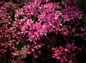 Rozchodník větvený SunSparkler® 'Cherry Tart' - Sedum cauticola SunSparkler® 'Cherry Tart'