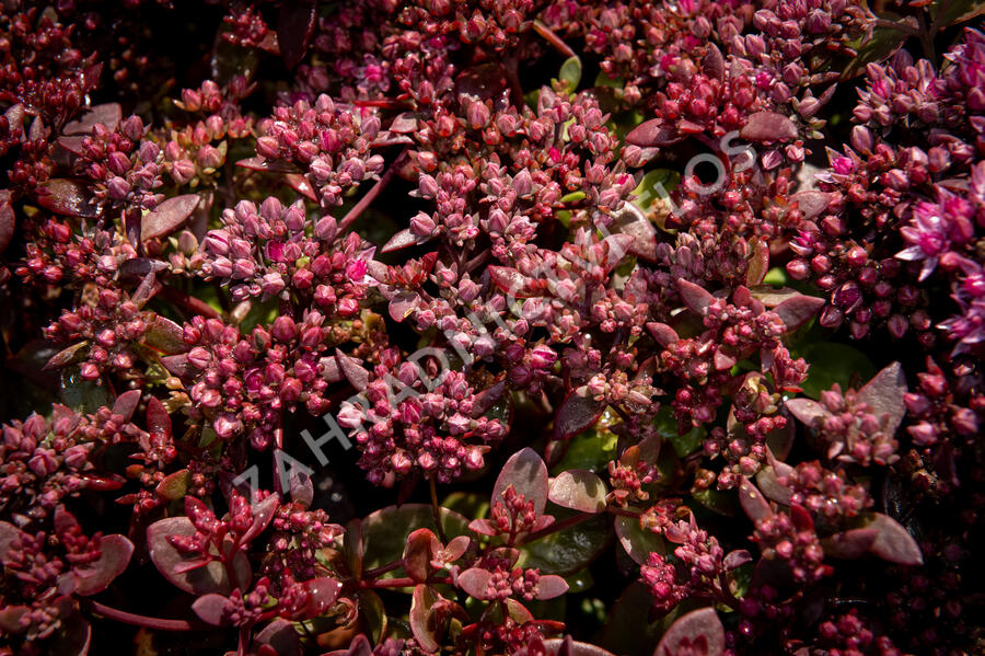 Rozchodník SunSparkler® 'Cherry Tart' - Sedum hybridum SunSparkler® 'Cherry Tart'