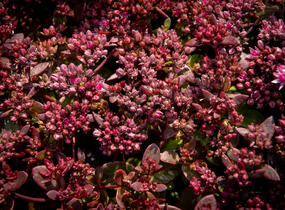 Rozchodník větvený SunSparkler® 'Cherry Tart' - Sedum cauticola SunSparkler® 'Cherry Tart'