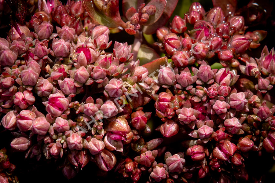 Rozchodník SunSparkler® 'Cherry Tart' - Sedum hybridum SunSparkler® 'Cherry Tart'