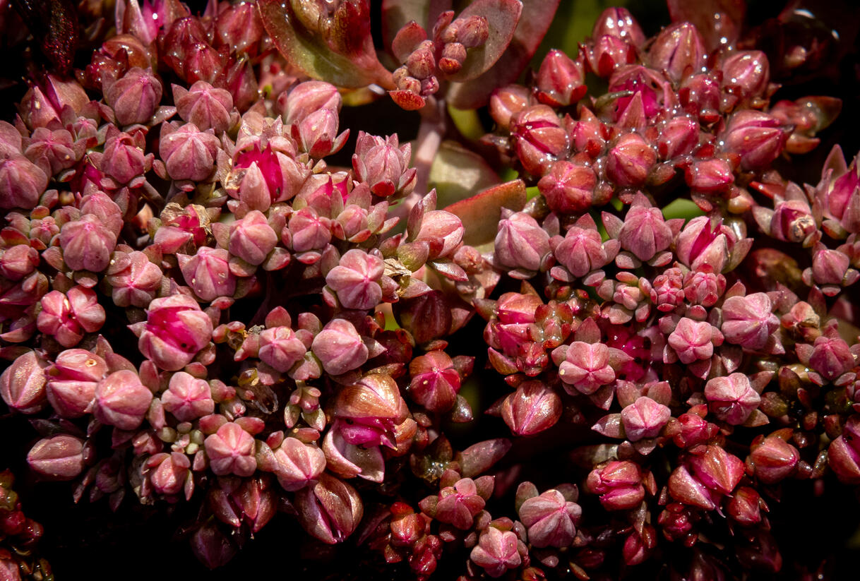 Rozchodník větvený SunSparkler® 'Cherry Tart' - Sedum cauticola SunSparkler® 'Cherry Tart'