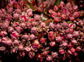 Rozchodník větvený SunSparkler® 'Cherry Tart' - Sedum cauticola SunSparkler® 'Cherry Tart'