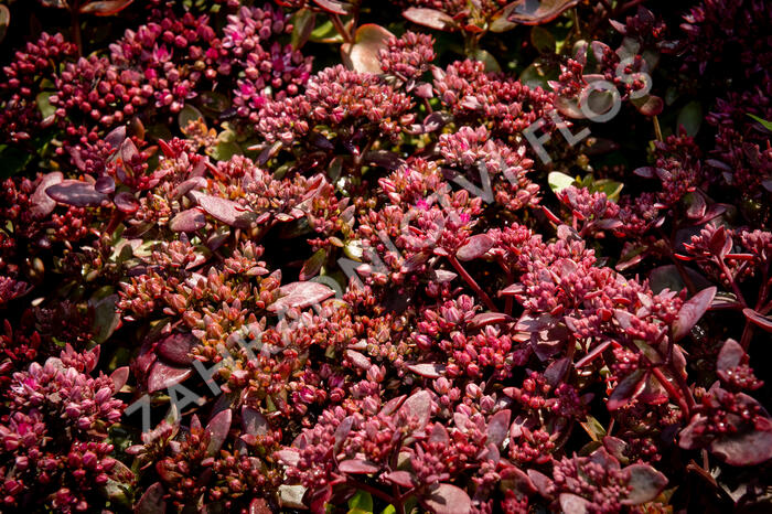 Rozchodník SunSparkler® 'Cherry Tart' - Sedum hybridum SunSparkler® 'Cherry Tart'