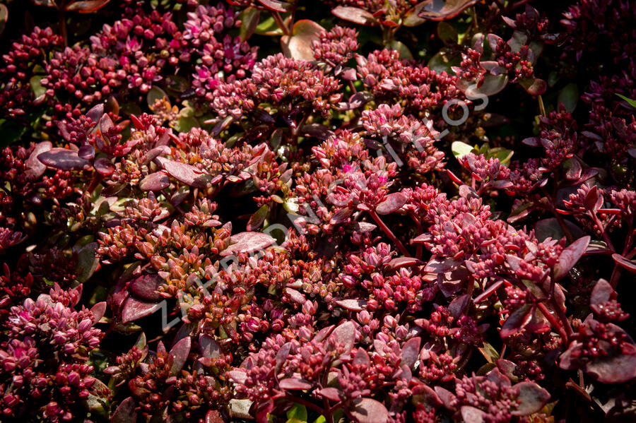 Rozchodník SunSparkler® 'Cherry Tart' - Sedum hybridum SunSparkler® 'Cherry Tart'