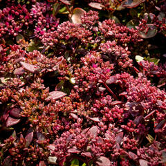 Rozchodník SunSparkler® 'Cherry Tart' - Sedum hybridum SunSparkler® 'Cherry Tart'