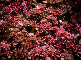 Rozchodník větvený SunSparkler® 'Cherry Tart' - Sedum cauticola SunSparkler® 'Cherry Tart'