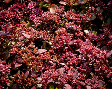 Rozchodník větvený SunSparkler® 'Cherry Tart'