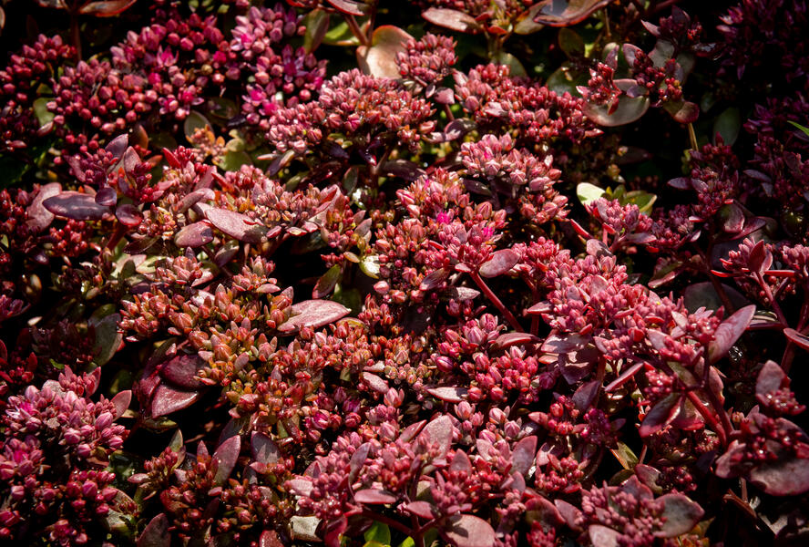 Rozchodník větvený SunSparkler® 'Cherry Tart' - Sedum cauticola SunSparkler® 'Cherry Tart'