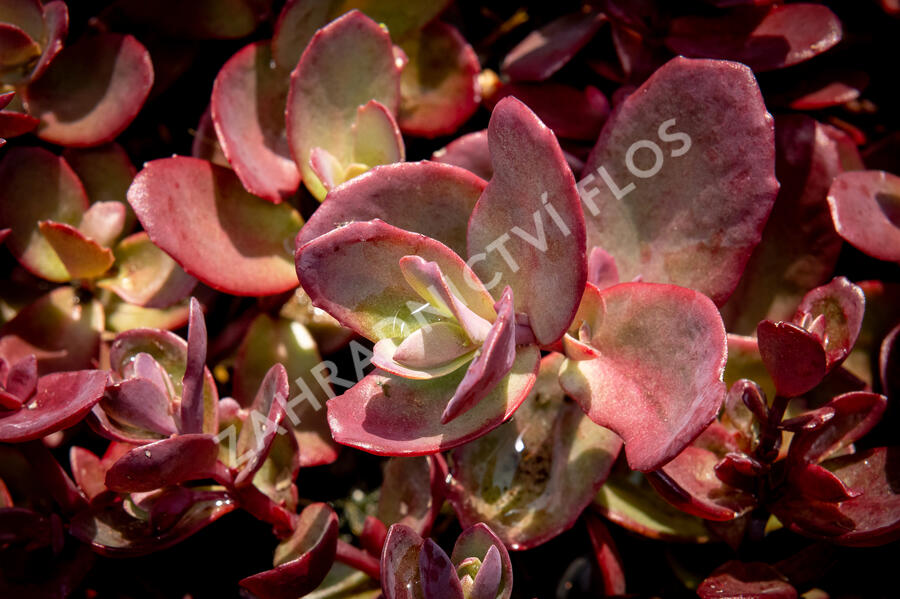 Rozchodník SunSparkler® 'Firecracker' - Sedum hybridum SunSparkler® 'Firecracker'