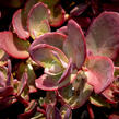Rozchodník SunSparkler® 'Firecracker' - Sedum hybridum SunSparkler® 'Firecracker'