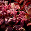 Rozchodník SunSparkler® 'Firecracker' - Sedum hybridum SunSparkler® 'Firecracker'