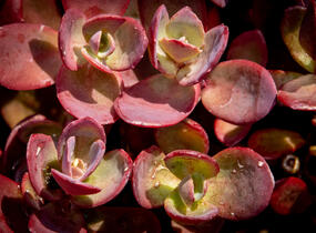 Rozchodník větvený SunSparkler® 'Firecracker' - Sedum cauticola SunSparkler® 'Firecracker'