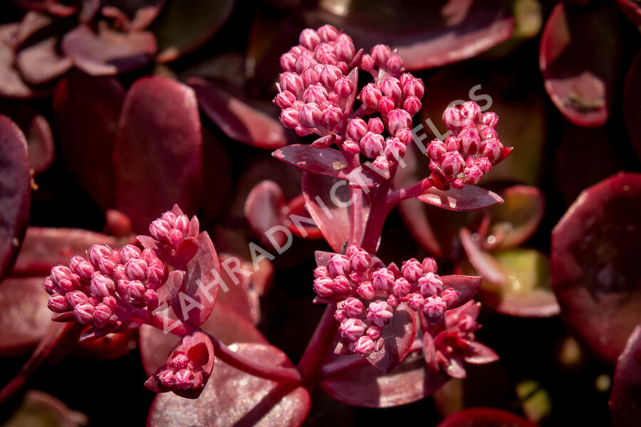 Rozchodník SunSparkler® 'Firecracker' - Sedum hybridum SunSparkler® 'Firecracker'