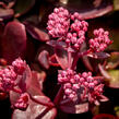 Rozchodník SunSparkler® 'Firecracker' - Sedum hybridum SunSparkler® 'Firecracker'