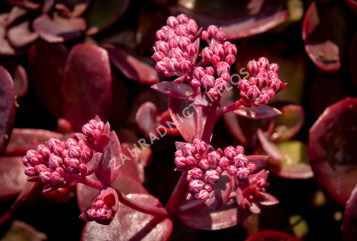 Rozchodník větvený SunSparkler® 'Firecracker' - Sedum cauticola SunSparkler® 'Firecracker'