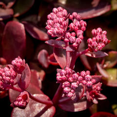 Rozchodník SunSparkler® 'Firecracker' - Sedum hybridum SunSparkler® 'Firecracker'