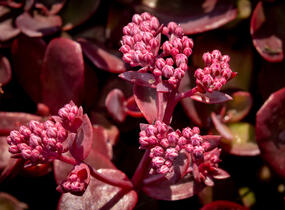 Rozchodník větvený SunSparkler® 'Firecracker' - Sedum cauticola SunSparkler® 'Firecracker'