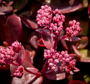 Rozchodník SunSparkler® 'Firecracker' - Sedum hybridum SunSparkler® 'Firecracker'