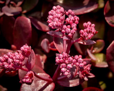 Rozchodník větvený SunSparkler® 'Firecracker'