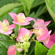 Hortenzie velkolistá Dolce 'Fragola' - Hydrangea macrophylla Dolce 'Fragola'