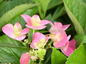 Hortenzie velkolistá Dolce 'Fragola' - Hydrangea macrophylla Dolce 'Fragola'
