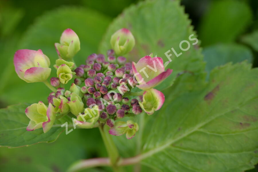 Hortenzie velkolistá Dolce 'Fragola' - Hydrangea macrophylla Dolce 'Fragola'