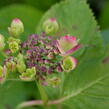 Hortenzie velkolistá Dolce 'Fragola' - Hydrangea macrophylla Dolce 'Fragola'