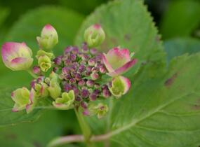 Hortenzie velkolistá Dolce 'Fragola' - Hydrangea macrophylla Dolce 'Fragola'