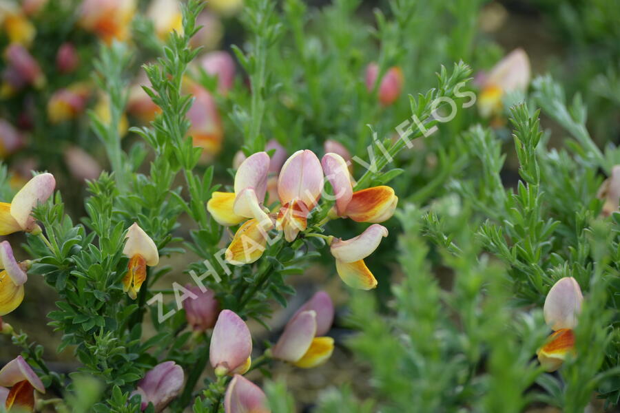 Janovec metlatý 'La Coquette' - Cytisus scoparius 'La Coquette'