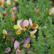 Janovec metlatý 'La Coquette' - Cytisus scoparius 'La Coquette'