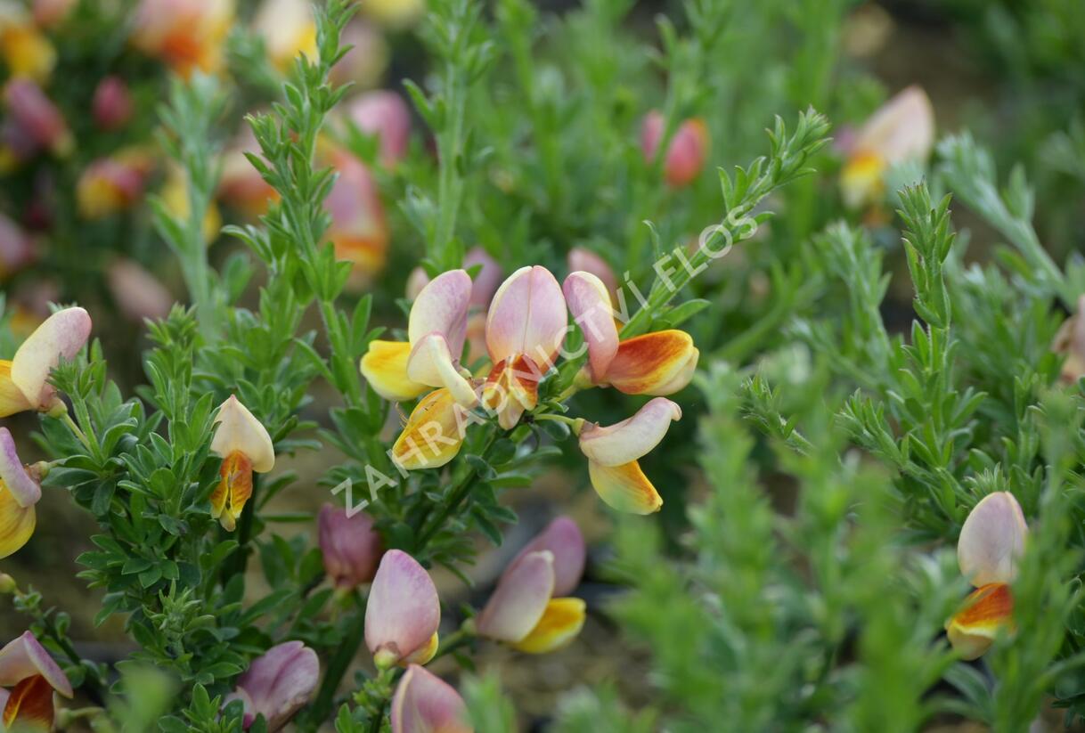 Janovec metlatý 'La Coquette' - Cytisus scoparius 'La Coquette'