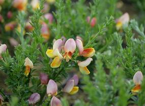 Janovec metlatý 'La Coquette' - Cytisus scoparius 'La Coquette'