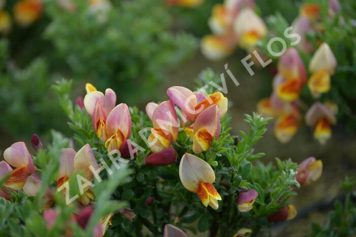 Janovec metlatý 'La Coquette' - Cytisus scoparius 'La Coquette'