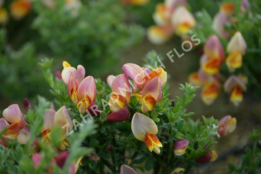 Janovec metlatý 'La Coquette' - Cytisus scoparius 'La Coquette'