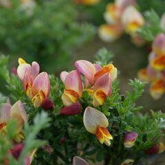 Janovec metlatý 'La Coquette' - Cytisus scoparius 'La Coquette'
