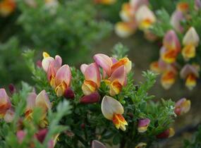 Janovec metlatý 'La Coquette' - Cytisus scoparius 'La Coquette'