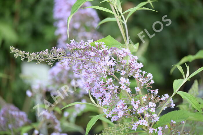 Motýlí keř, Komule Davidova 'Gulliver' - Buddleja davidii 'Gulliver'