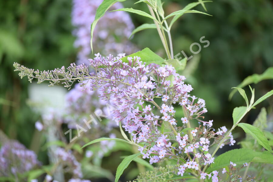 Motýlí keř, Komule Davidova 'Gulliver' - Buddleja davidii 'Gulliver'