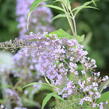 Motýlí keř, Komule Davidova 'Gulliver' - Buddleja davidii 'Gulliver'
